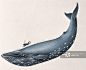 Comparative Sizes of Blue Whale and Human Diver
