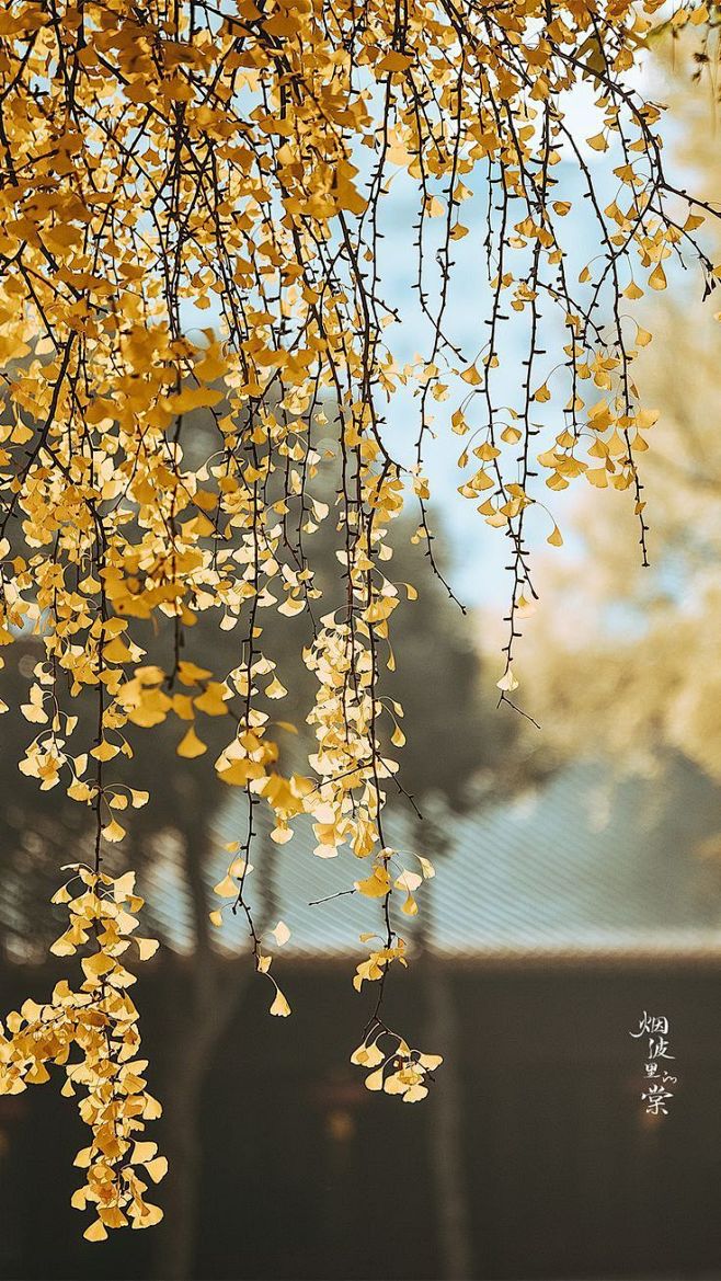 wallpaper ||backgrou...