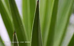 一丛绿叶素材下载摄影背景桌面壁纸图片素材