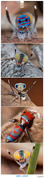 #世界分享#〖孔雀蜘蛛微距摄影〗大多数人都会害怕蜘蛛，然而澳大利亚的科学家Jurgen Otto却拍摄了一组孔雀蜘蛛的照片，让我们清楚看到了它身体上惊人的纹理和颜色，令人难以置信。雄性孔雀蜘蛛会在异性面前挠手弄姿，展示其美丽的腹部，而这种喜欢卖弄风骚的蜘蛛一般只生活于澳大利亚中部地区。