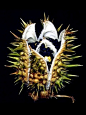 曼陀罗果实：曼陀罗花整株有毒，种子毒性最大。