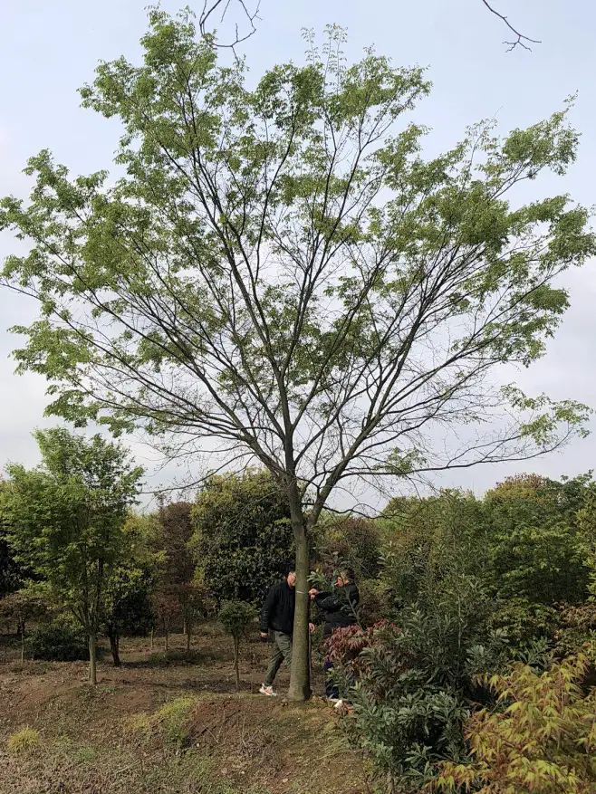 榉树-花瓣网