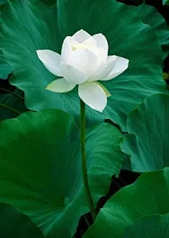 手机端、无线端首页、手机端首页、手机APP首页、淘宝手机端首页、天猫手机端首页、男装手机端首页、女装手机端首页、食品手机端首页、饰品手机端首页、童装手机端首页、母婴手机端首页、电器手机端首页、箱包手机端首页、鞋子手机端首页 无线钻石展位，首焦资源位，创意海报设计，手机端海报，无线钻展，淘宝APP，天猫APP，首焦海报，天猫京东电商活动轮播海报平面设计 男女装 家电数码 电器建材 母婴玩具 箱包女鞋 珠宝首饰 美妆 化妆护肤品 食品 茶 酒 电脑办公
家居背景、家居海报背景、海报背景、家居场景、家装背景、家