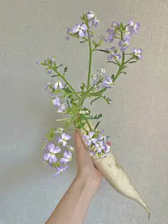 种的白萝卜开花的搜索结果_百度图片搜索