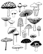 Mushrooms, limited edition giclee print