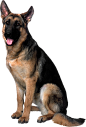 德国牧羊犬PNG_@宇飞视觉