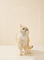 喵社长宠物拍摄猫粮电商平面-古田路9号-品牌创意/版权保护平台