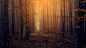 Mystic Woods by Joe P. on 500px