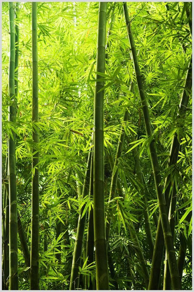 竹子竹林图片