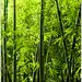 竹子竹林图片