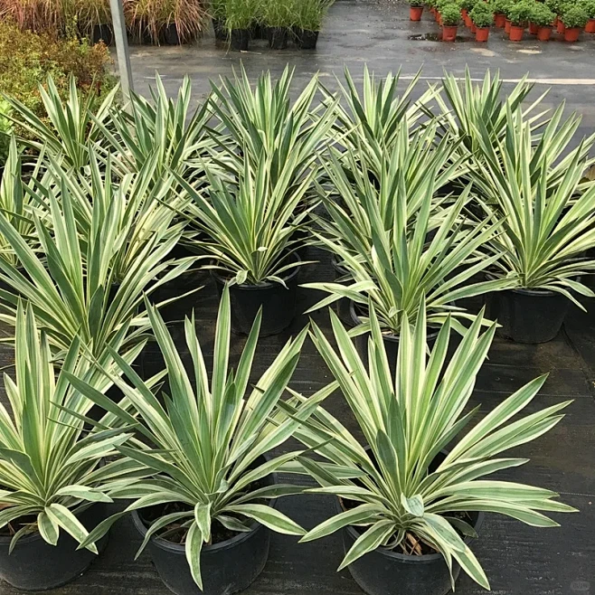 花境植物第65弹——金边丝兰-花瓣网