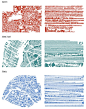 reorganized cities