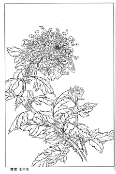 江岸野蕊采集到茶花白描
