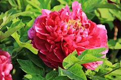 牡丹花花骨朵图片素材