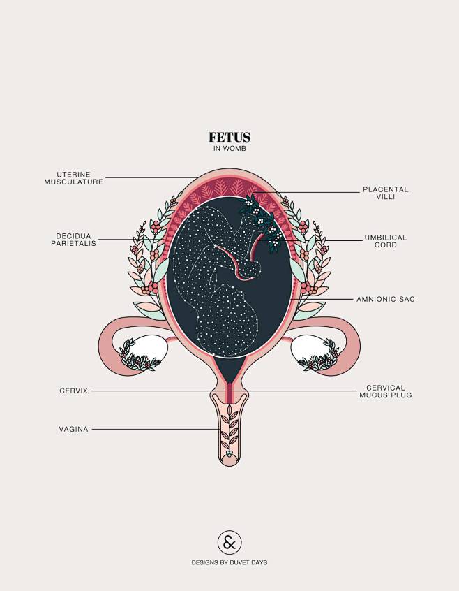 anatomical structure...