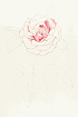 #采集大赛#彩铅手绘蔷薇。