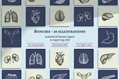 40款人体器官玫瑰花束矢量插画 Human Organs With Bouquet Roses插图(7)