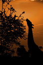 evening meal by David Hobcote on 500px