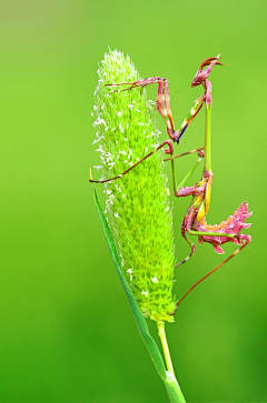 慢步林里采集到虫虫萌萌嗒～