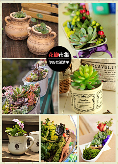 冬日-阳光采集到花草