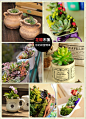 #花瓣市集#告别生活的沉闷，让这些可爱萌萌的多肉啊、小植物给你的生活添一下乐趣吧！【猛击图片查看详情】
