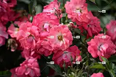 地面玫瑰 花壁纸 粉红色的花朵 花朵 蔷薇 玫瑰 花卉背景