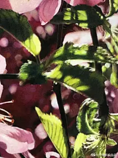 水彩---樱花-梨花-桃花-海棠花、梅花 - 高清图片，堆糖，美图壁纸兴趣社区