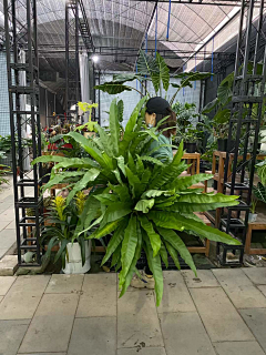 郝妞是好妞采集到大叶/观叶植物