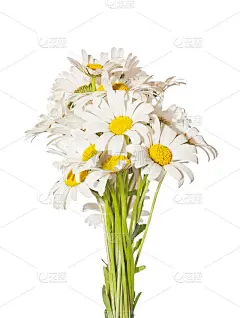 束菊花