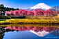 Photograph Reflection of a weeping cherry tree by Sotaro Kajihara on 500px