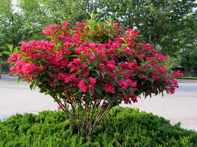 锦带花