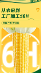 【十月稻田黄糯玉米1.6kg】十月稻田 黄糯玉米 1.76kg(220g/根*8) 东北甜黏玉米棒 早餐苞米 真空包装【行情 报价 价格 评测】-京东