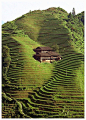 【#菲律宾#的世界奇迹】巴拿威水稻梯田有着古老的历史，一级级的梯田渐次而上，犹如通天阶梯。富有曲线美的菲律宾，你喜欢吗？