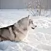 Siberian Husky Megadump. : These are some of the pics i took over tha last two years. These dogs infected every social network i own, so i thought that they might as well be here :)p.s. Almost all pics were taken with Canon 5D Mark II and 50mm 1.4 lens