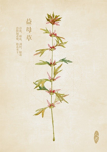 益母草