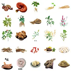 中草药  - 源文件下载【酷图网】中草药,人参,何首乌,白芷,免扣,素材