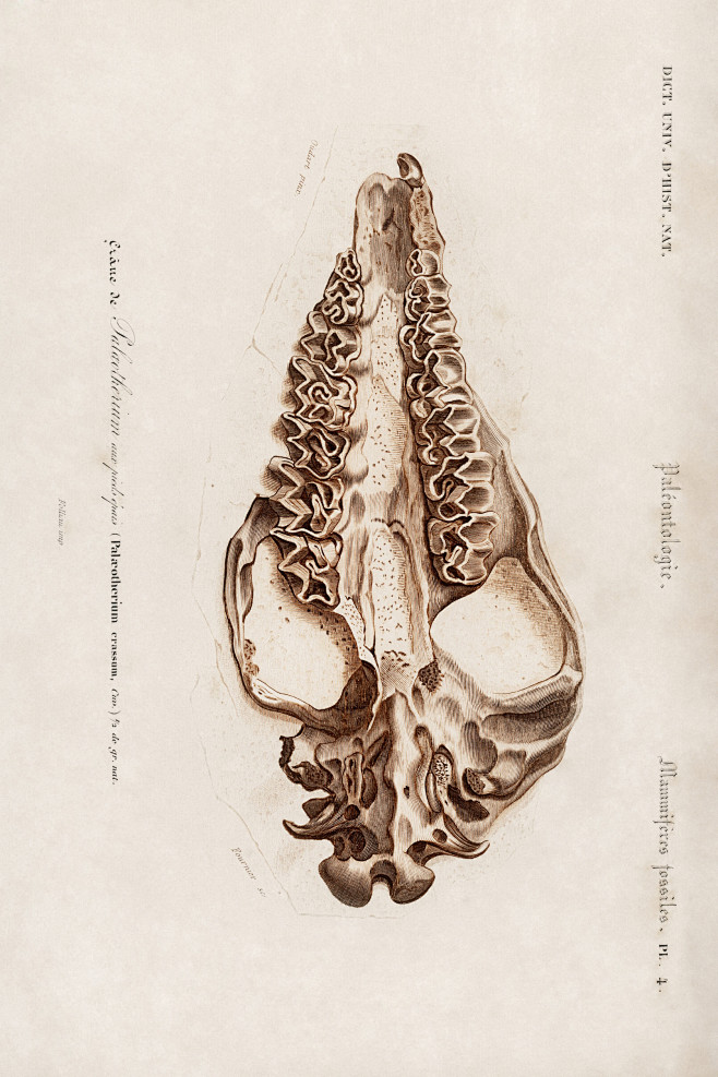 动物图鉴●头骨