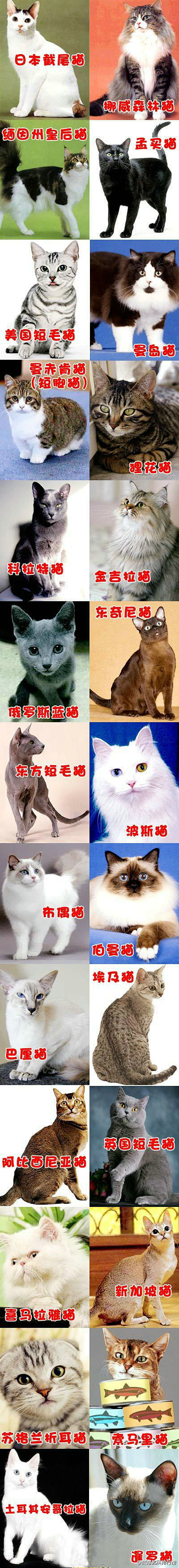 各种品种的猫猫