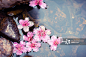 High Angle View Of Cherry Blossoms In Water_创意图片