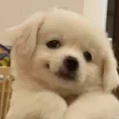 那些傻fufu的表情包 - 小红书