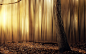 Download wallpaper forest, tree, leafs, yellow, sun, warm, abstract, abstraction resolution 1920x1200