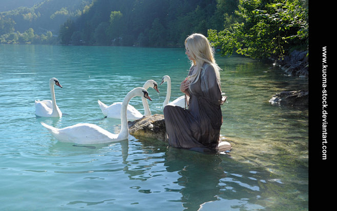 “swan in the lake”的图...