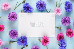 以矢车菊为背景的鲜花贺卡