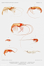 海洋生物：海虾