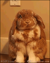 好可爱的大兔子