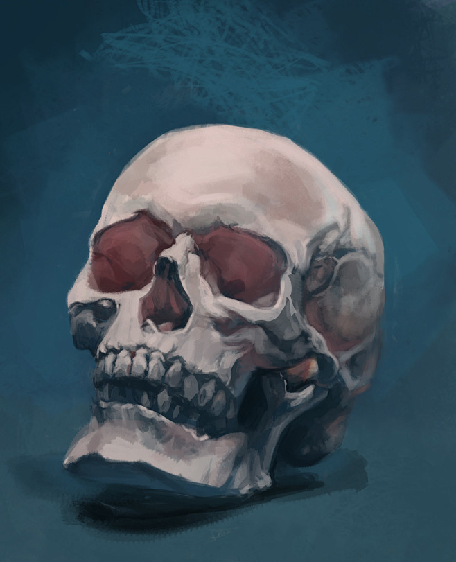 Skull study, Labonté...