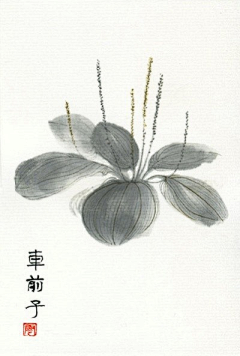 一朵无言花采集到短语