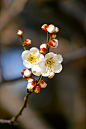 全部尺寸 | 2013 Ume #11 | Flickr - 相片分享！