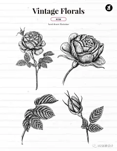 PNG透明图 | 复古手绘黑白花卉插画&amp;无缝图案背景【免费】 : 关注我们，为您分享更多优质设计资源复古花卉插画元素和花卉图案素材，此素材由著名艺术家精心制作，结合了独特的风