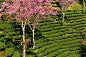 2014大理南涧无量山樱花谷